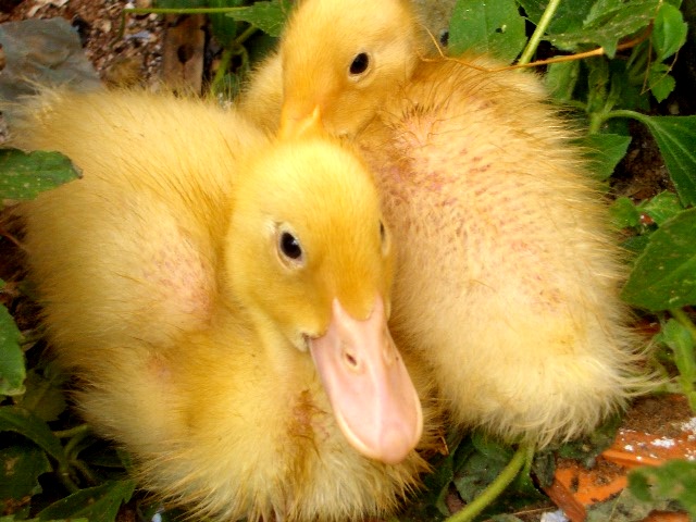 photo "Donґt disturb" tags: nature, pets/farm animals