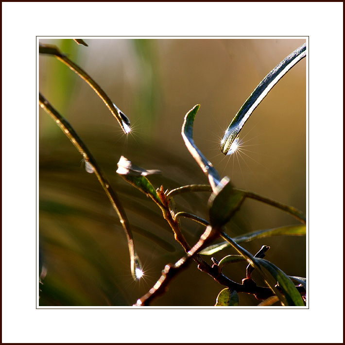 photo "The autumn avaricious sun (variation)" tags: macro and close-up, abstract, 