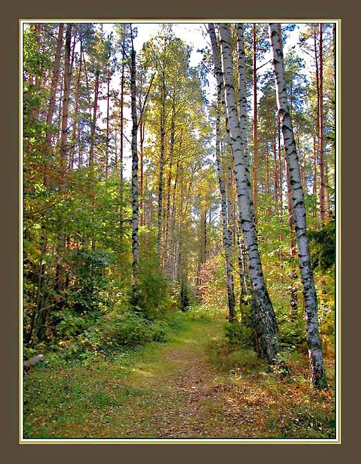 фото "Тропинка в осеннем лесу" метки: пейзаж, лес, осень