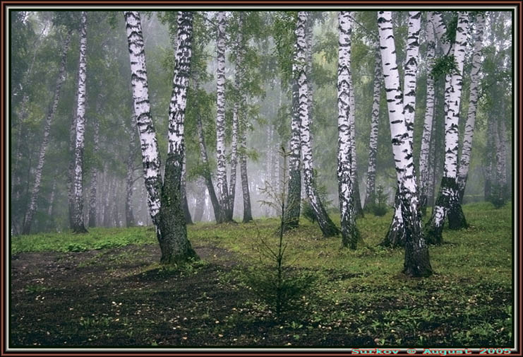 фото "Утренний туман" метки: пейзаж, лес