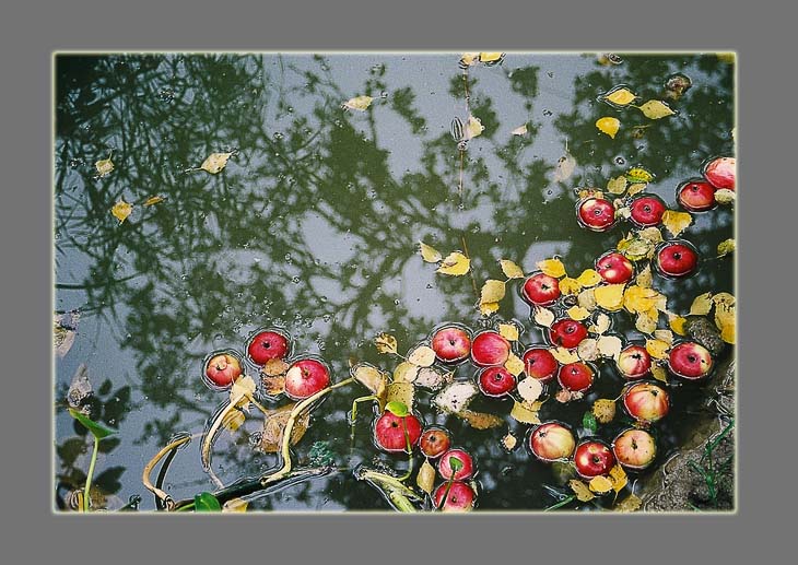 фото "Яблоки в пруду" метки: природа, 
