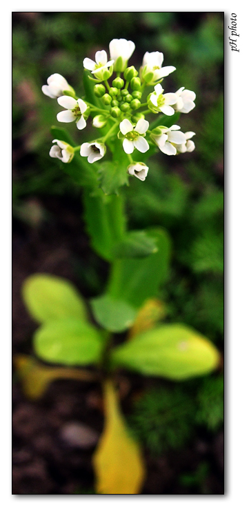 photo "top view" tags: nature, macro and close-up, flowers