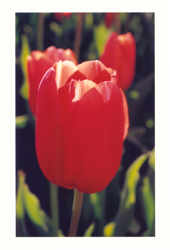 photo "Tulip" tags: nature, travel, Australia, flowers