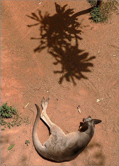 photo "kangaroo" tags: nature, wild animals