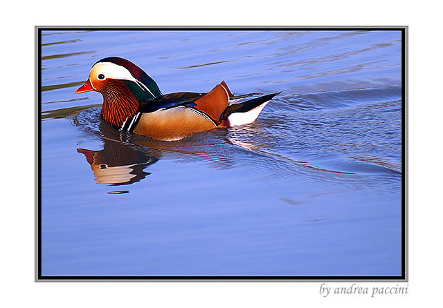 photo ""Mr. duck"" tags: nature, pets/farm animals