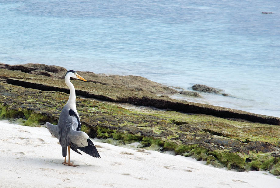 photo "Sunbathing" tags: nature, travel, Asia, wild animals