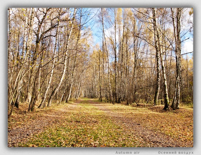 фото "Осенний воздух" метки: пейзаж, лес, осень
