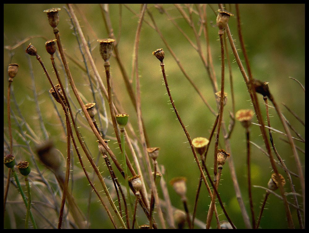 photo "Memories from a summer" tags: nature, flowers