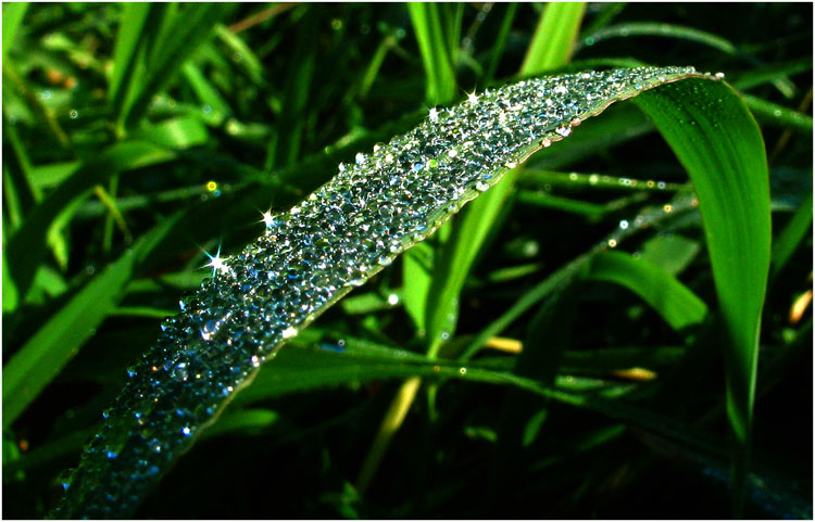 photo "Dew" tags: macro and close-up, 