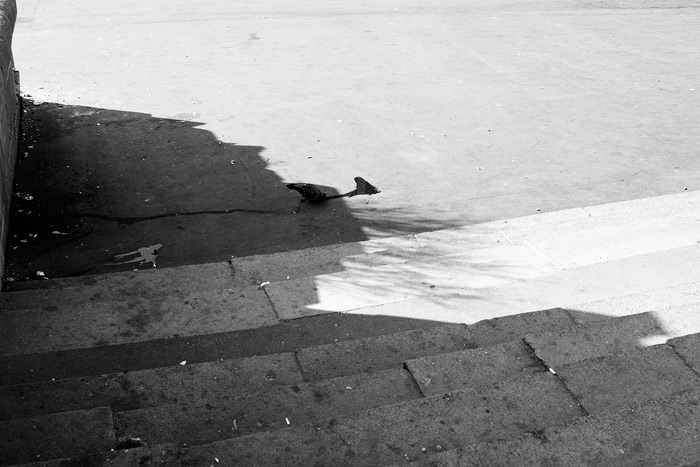 photo "сity bird" tags: black&white, genre, 