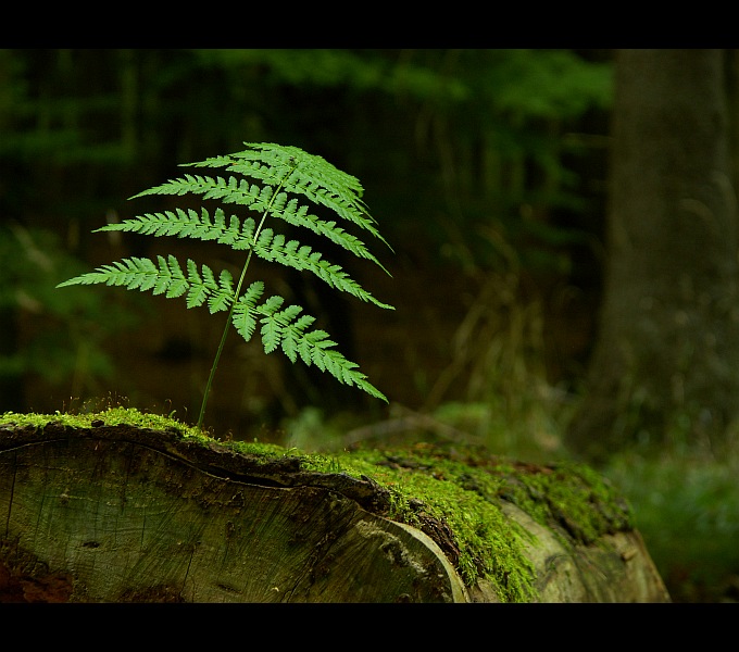 photo "Lonely fern" tags: nature, 