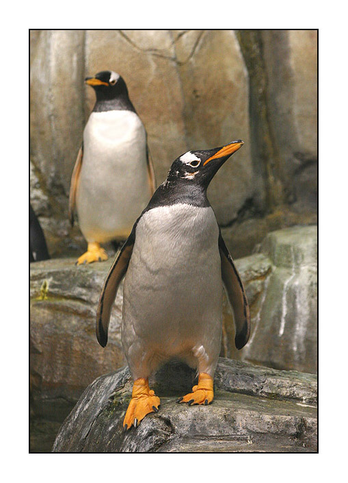 photo "Penguins" tags: nature, wild animals