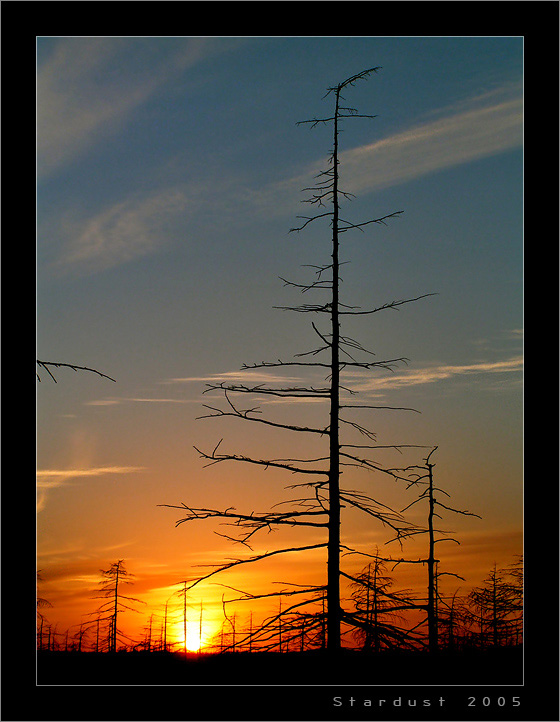 photo "Flagpole of Wood" tags: landscape, forest, sunset