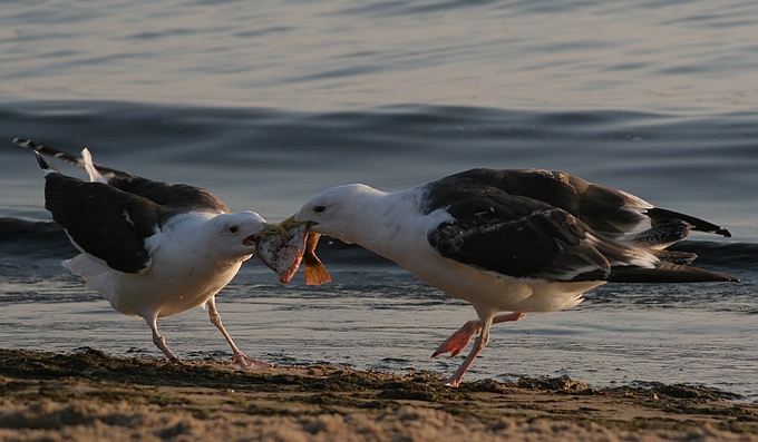 фото "2 seagulls" метки: природа, дикие животные