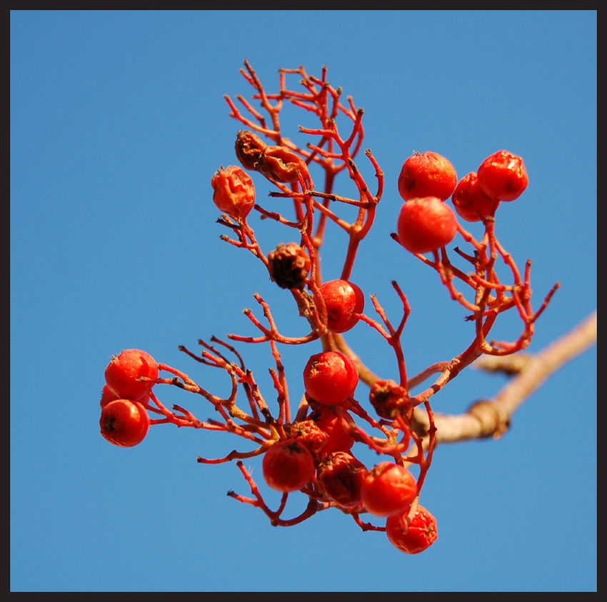 photo "red" tags: nature, flowers