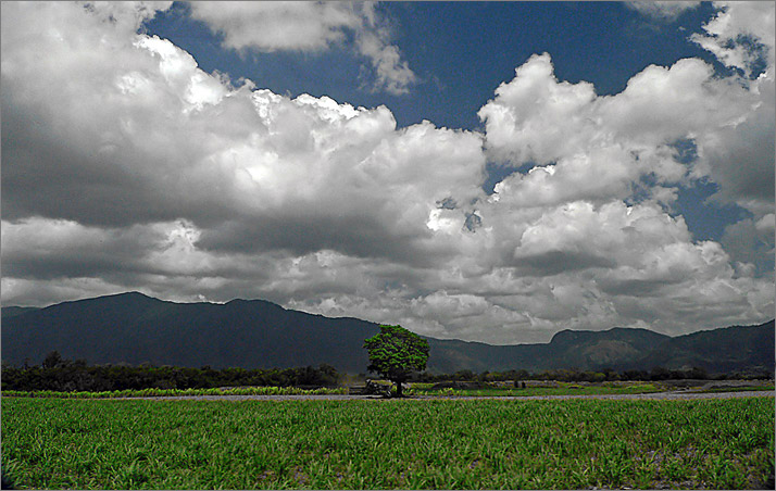 photo "landscape with tree" tags: landscape, forest, mountains