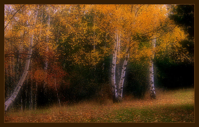 photo "soft autumn" tags: landscape, forest