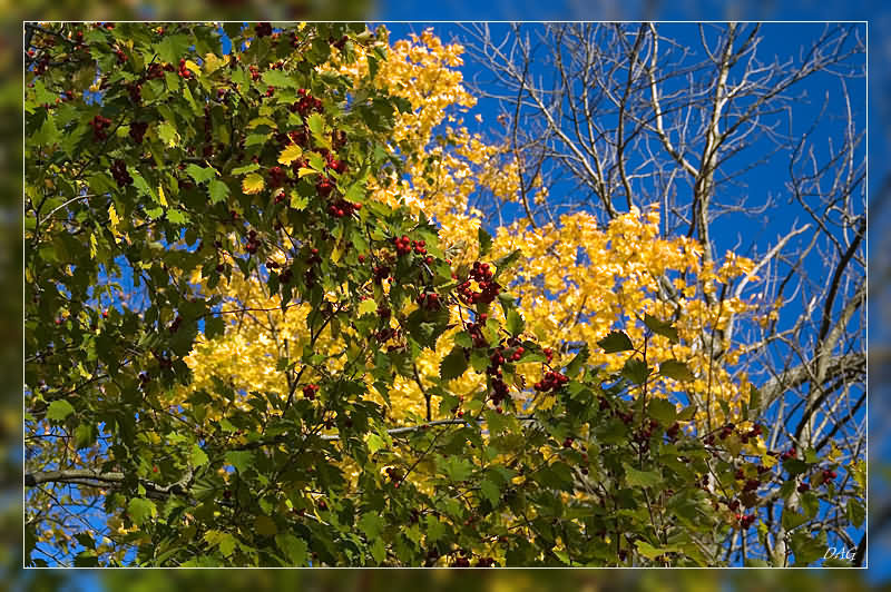 photo "Autumn colours" tags: landscape, autumn, forest