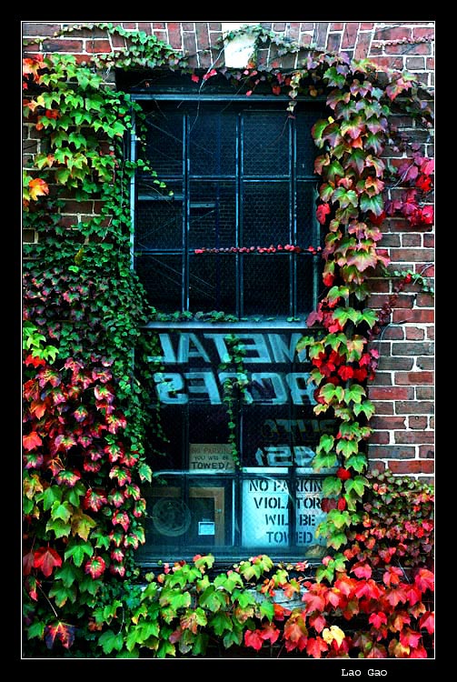photo "window" tags: abstract, nature, flowers