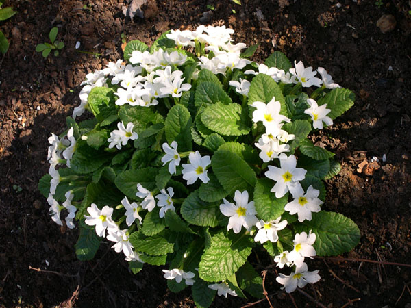photo "The most favourite primrose" tags: nature, flowers