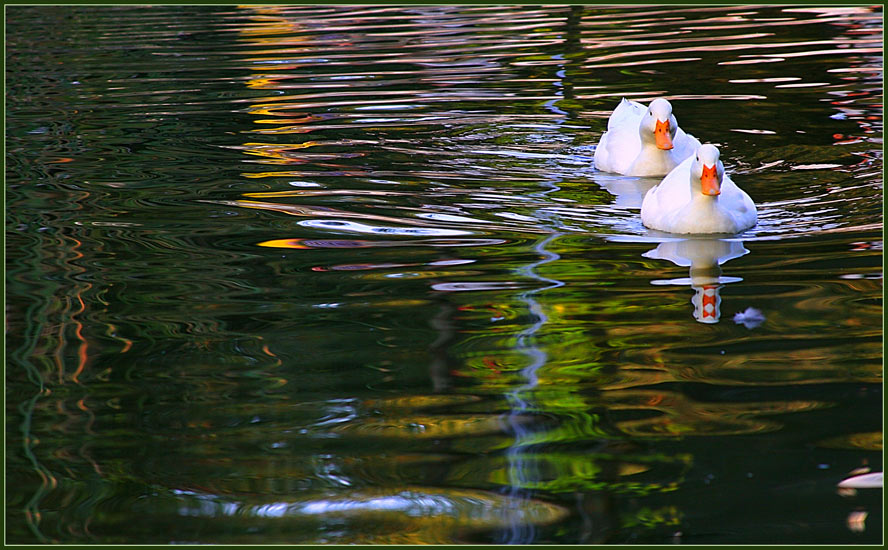 photo "Autumn with ducks" tags: landscape, autumn, water