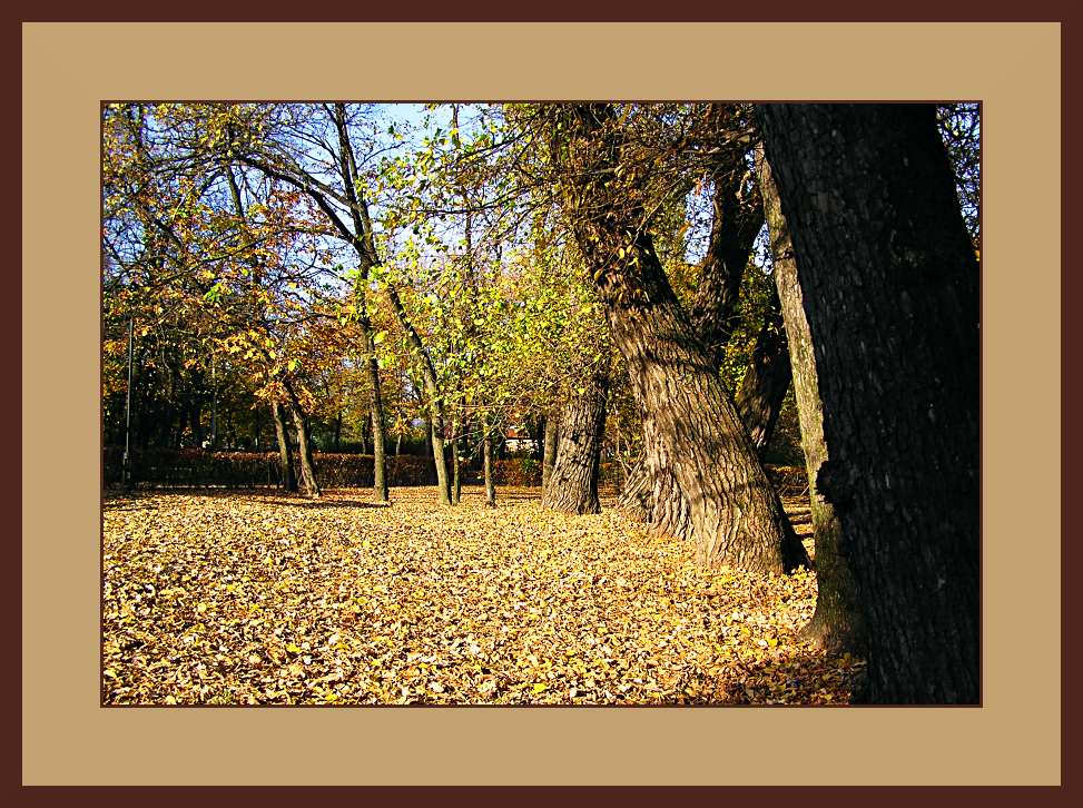 photo "Lawn in autumn" tags: landscape, autumn