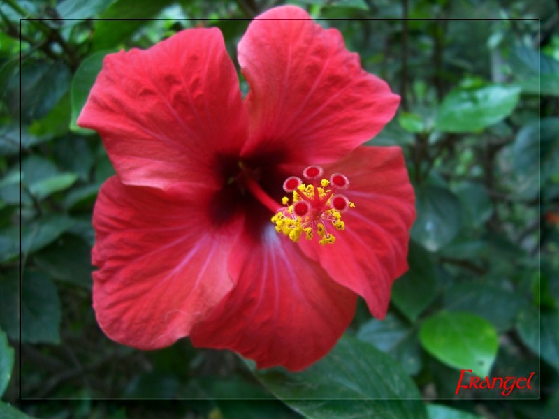 photo "Beautiful red" tags: nature, flowers