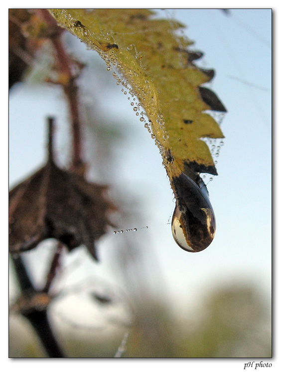 photo "droplet" tags: macro and close-up, nature, flowers