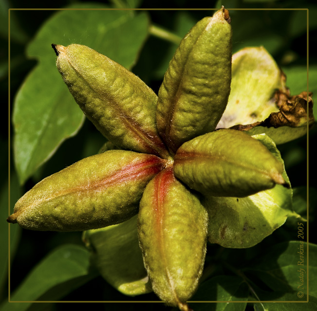 photo "A boll" tags: nature, macro and close-up, flowers