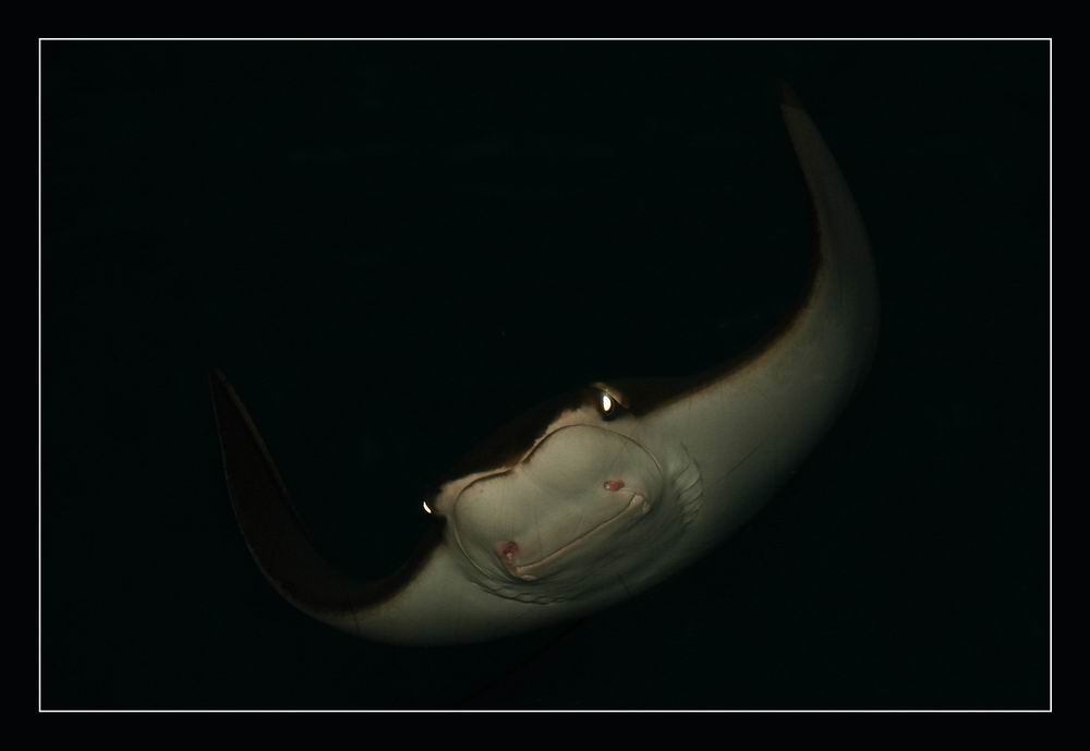 фото "Проплывая сквозь ночь" метки: природа, подводные, дикие животные