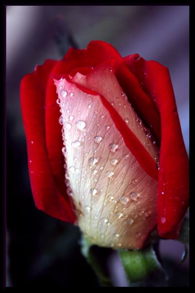 photo "Droplets" tags: nature, macro and close-up, flowers