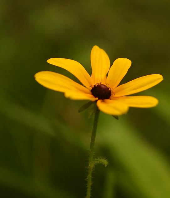 photo "Paw" tags: nature, macro and close-up, flowers