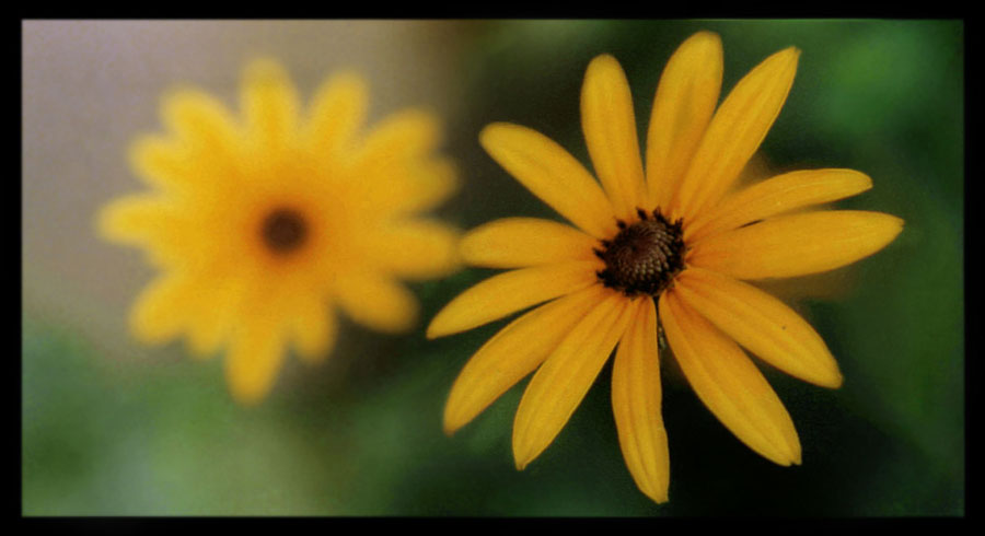 photo "two yellow flowers" tags: nature, macro and close-up, flowers