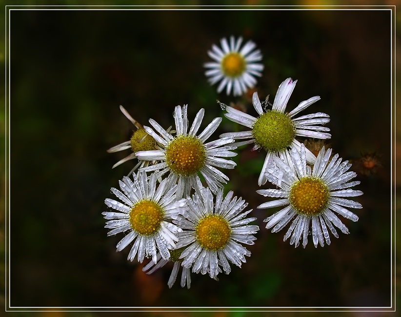 photo "***" tags: macro and close-up, nature, flowers