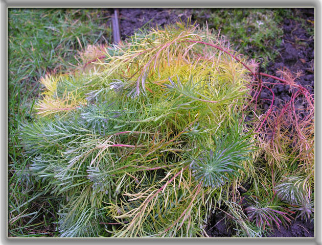 photo "Preparation for winter" tags: nature, flowers