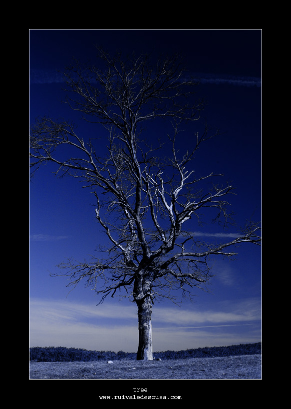 photo "tree (Irina Savkina)" tags: misc., 
