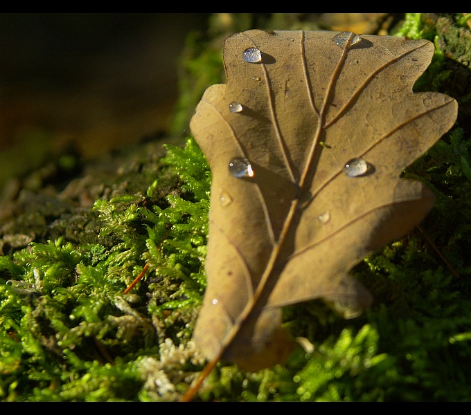 фото "Gold and daisy of the fall" метки: природа, 