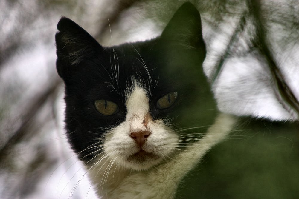 photo "Hello..." tags: nature, pets/farm animals