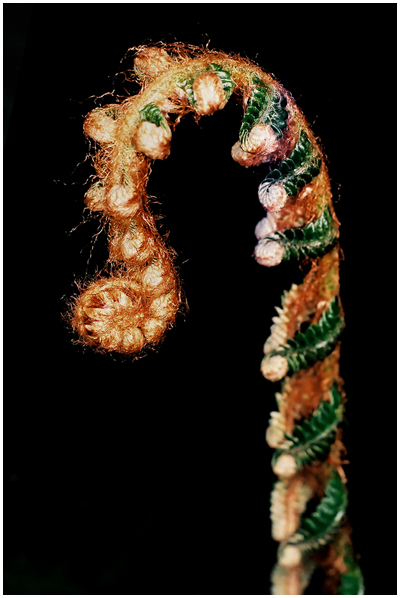 фото "Growing fern" метки: макро и крупный план, природа, цветы