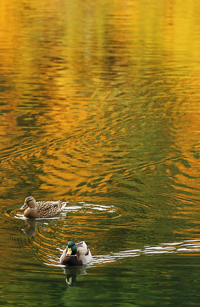 фото "Duck Pond" метки: природа, пейзаж, вода, дикие животные