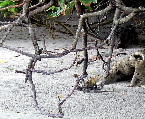 фото "The Iguana Maze" метки: природа, пейзаж, 
