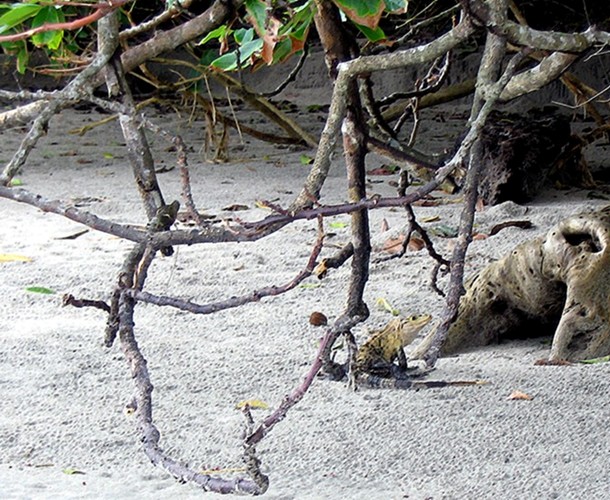 photo "The Iguana Maze" tags: nature, landscape, 