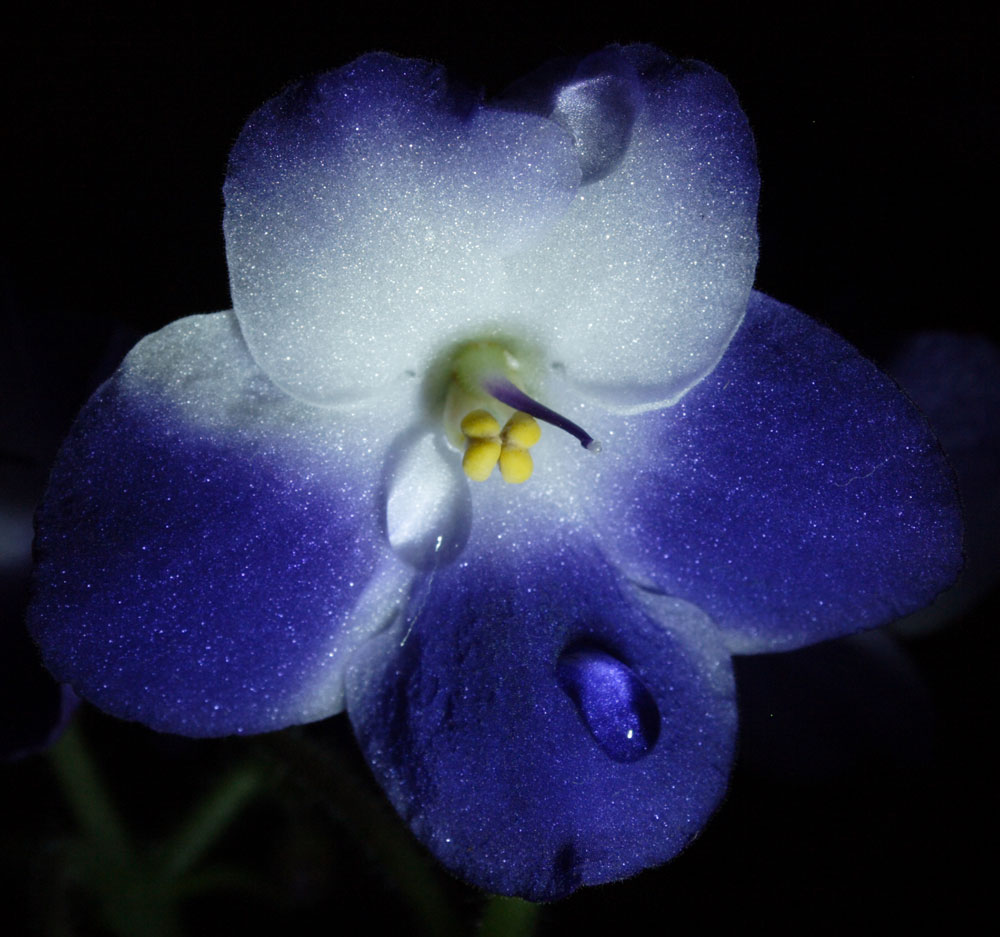 photo "Night violet" tags: macro and close-up, nature, flowers
