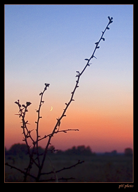 photo "has lost the way" tags: macro and close-up, landscape, sunset