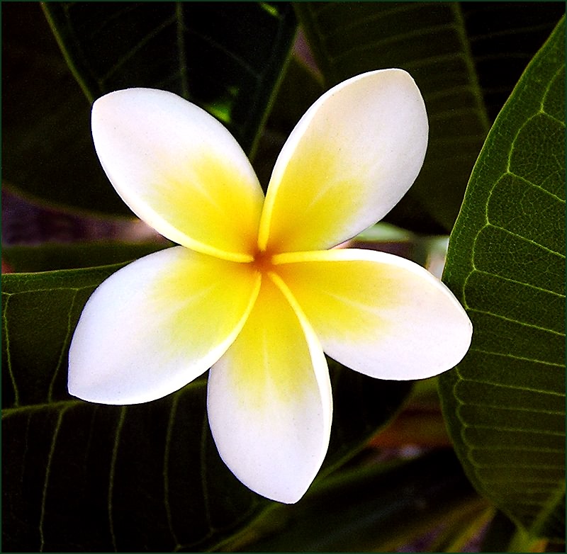 photo "Magnolia" tags: nature, macro and close-up, flowers