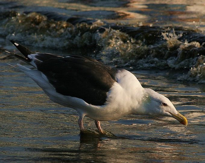 photo "Where are my keys?" tags: nature, wild animals