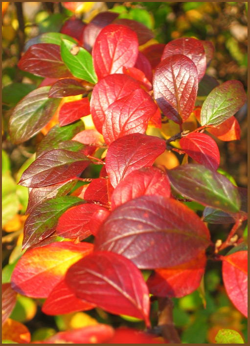 photo "Autumn colors" tags: nature, macro and close-up, 
