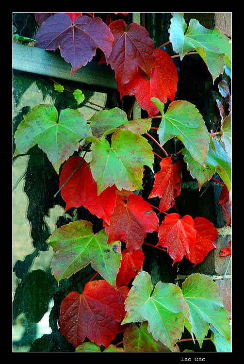 photo "red and green" tags: nature, landscape, autumn, flowers