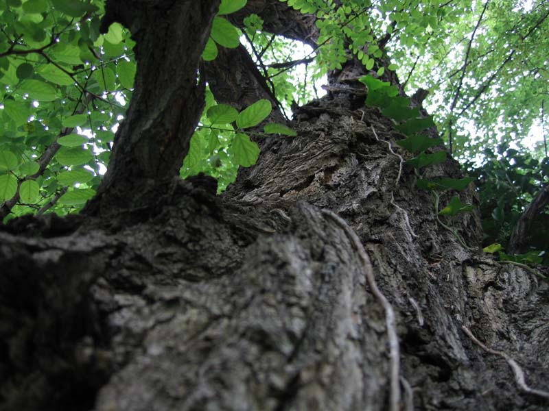 фото "my favorit tree" метки: пейзаж, лес