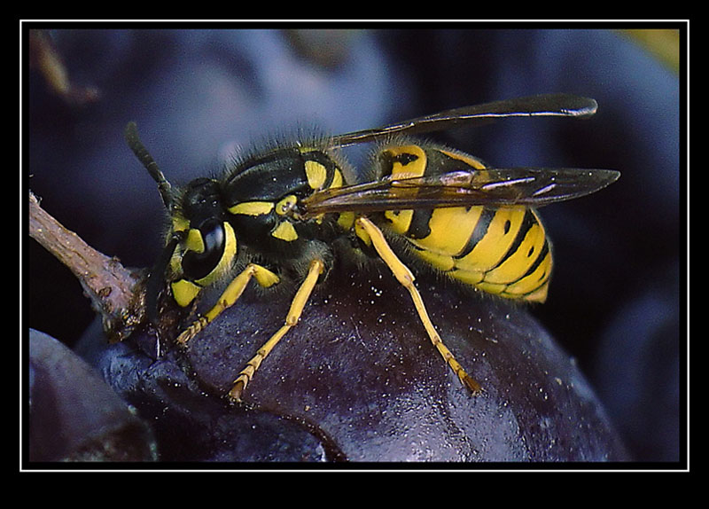 фото "Wesp" метки: природа, макро и крупный план, насекомое
